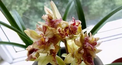 建兰如何浇水才健康?(养护建兰的小技巧及注意事项)3