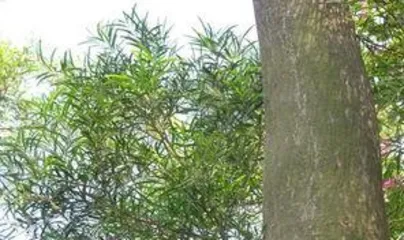 How to Grow Torreya Grandiflora Bonsai, Torreya Grandiflora Bonsai Planting Skills and Care Guide2