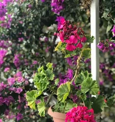 Caring for Begonia for a Profusion of Flowers (Simple and Easy-to-Learn Cultivation Methods and Key Care Points to Help You Easily Create a Beautiful Begonia Garden) 3