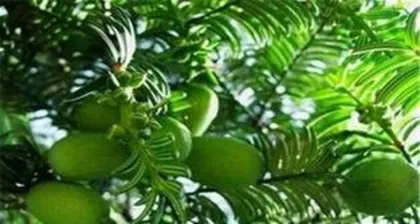 How to Grow Torreya Grandiflora Bonsai, Torreya Grandiflora Bonsai Planting Skills and Care Guide3