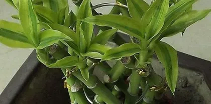 Bamboo Palm Pot Cultivation (From Pot Selection to Maintenance, Comprehensively Master the Growth of Bamboo Palm)