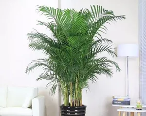 Bamboo Muhly Potted Care (From Pot Selection to Maintenance, Mastering the Growth Path of Bamboo Muhly) 2