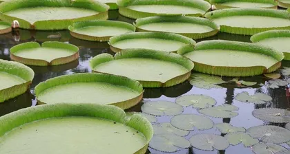 Bamboo Muhly Potted Care (From Pot Selection to Maintenance, Mastering the Growth Path of Bamboo Muhly) 3