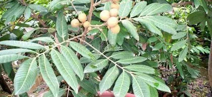How to grow a pot plant from longan kernel, detailed steps from processing to care