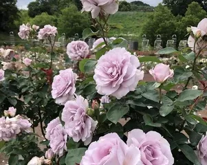 What are the green rose varieties? Overview of green rose varieties