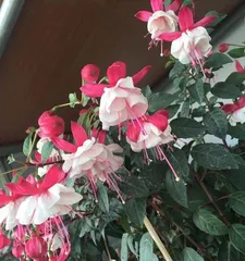 The technique and precautions for cuttings of hanging bells (from selection of materials to care, helping you master it easily)