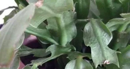 What to do if the leaves of a crab cactus turn yellow, the reasons for yellowing leaves of a crab cactus, and a comprehensive care guide