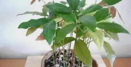 桂圆核怎么种出盆栽,从处理到养护的详细步骤2