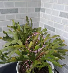 What to do if Christmas cactus leaves turn yellow, reasons and comprehensive care guide for yellowing Christmas cactus leaves 2