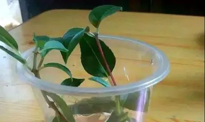 Fuchsia Propagation Techniques and Precautions (From Material Selection to Care, Master it Easily)2