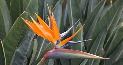 Bird of Paradise Pruning Guide (Creating a Beautiful Bird of Paradise Garden)