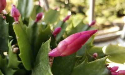 What to do if Christmas cactus leaves turn yellow, reasons and comprehensive care guide for yellowing Christmas cactus leaves 3