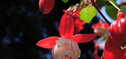 Fuchsia Propagation Techniques and Precautions (From Material Selection to Care, Master it Easily)3