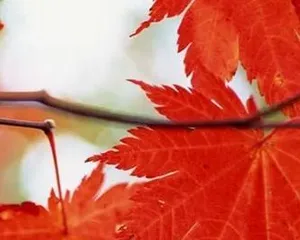 Maple tree care (once a week, keep moderately moist)