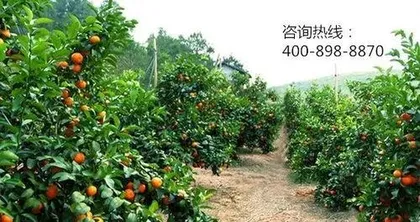 What kind of fruit trees can be planted in sandy soil? Overview of fruit tree varieties suitable for sandy soil