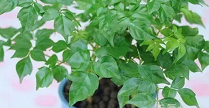 Maple Tree Care (Once a week, keep moderately moist) 2