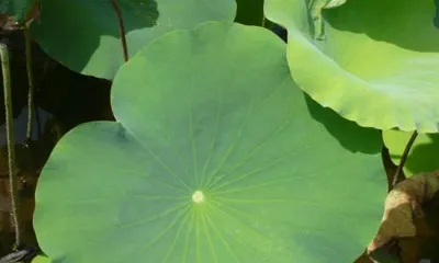 How to Grow Lotus Leaves: A Practical Guide from Seed Selection to Maintenance