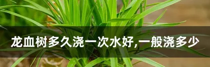 Maple Tree Care (Once a week, keep moderately moist) 3