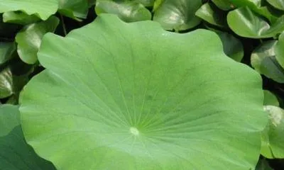 How to Plant Lotus Leaves, A Practical Guide from Seed Selection to Care"2