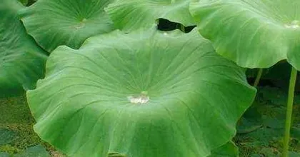 How to Plant Lotus Leaves, A Practical Guide from Seed Selection to Care"3