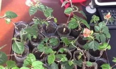 How to propagate Bougainvillea, from stem selection to rooting and care