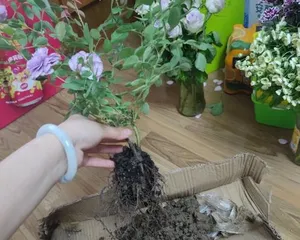 I. Choose a suitable lucky plant for hardening off