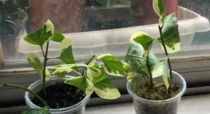 How to Propagate Bougainvillea, From Branch Selection to Rooting and Care 2