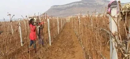 How to Bury Grapevines in Winter, Analysis of Winter Grapevine Burying Maintenance Techniques