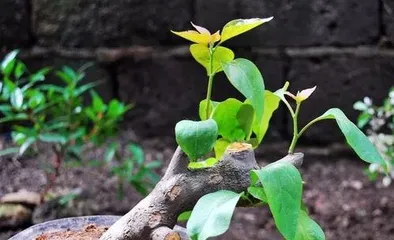 How to Propagate Bougainvillea, From Branch Selection to Rooting and Care 3