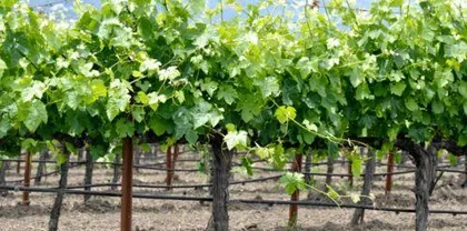 Winter Grapevine Burying, Winter Grapevine Burying Maintenance Skills Analysis 2