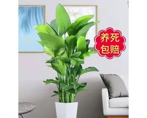 Paradise Plant Paradise Bird Indoor Care Guide (How to Create an Indoor Green Space, Paradise Bird No Longer "Wants to Fly")