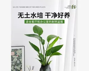 Guide to Indoor Care for the Green Plant Bird of Paradise (How to Create an Indoor Green Space, So the Bird of Paradise Doesn