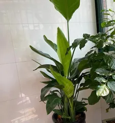 Guide to Indoor Care for the Green Plant Bird of Paradise (How to Create an Indoor Green Space, So the Bird of Paradise Doesn