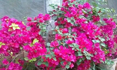 When does Bougainvillea bloom? Exploring blooming time and care tips