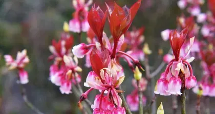 The blooming time of weeping bells and care tips for fresh flowers (Master the blooming time of weeping bells to make the flowering period more beautiful)