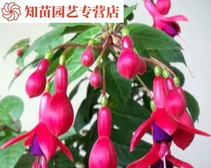 Enkianthus Flowering Time and Flower Care Tips (Master Enkianthus Flowering Time for a More Beautiful Bloom) 2