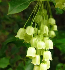 Enkianthus Flowering Time and Flower Care Tips (Master Enkianthus Flowering Time for a More Beautiful Bloom) 3