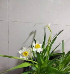 Caring for Ficus elastica (Exploring the Growth Environment of Ficus elastica to Help You Create Beautiful Green Spaces)