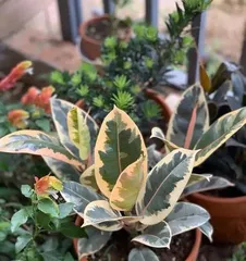 Rubber Tree Care (Exploring the growth environment of rubber trees to help you create a beautiful green space) 2