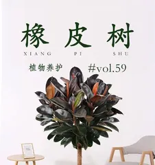 Rubber Tree Care (Exploring the growth environment of rubber trees to help you create a beautiful green space) 3