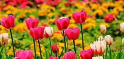 Winter Outdoor Flower Planting Guide (Selected Ten Flowers Suitable for Winter Outdoor Cultivation, Comprehensive Analysis of Care Techniques)