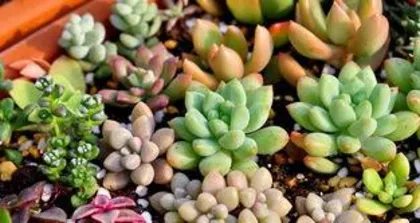 Which succulents are toxic? Learn these varieties to ensure safe care at home.