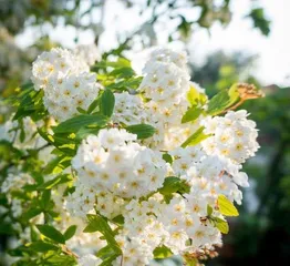 A Guide to Planting Flowers Outdoors in Winter (Top 10 Flowers Suitable for Outdoor Winter Cultivation, A Comprehensive Analysis of Care Tips) 2