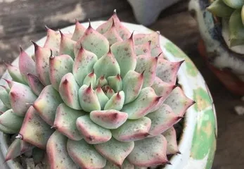 Which succulents are toxic, learn about these varieties to ensure safe home cultivation"2