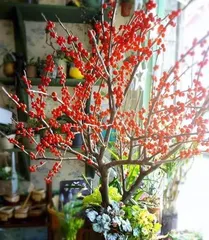 A Guide to Planting Flowers Outdoors in Winter (Top 10 Flowers Suitable for Outdoor Winter Cultivation, A Comprehensive Analysis of Care Tips) 3