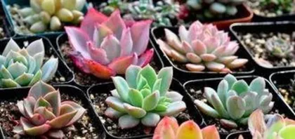 Which succulents are toxic, learn about these varieties to ensure safe home cultivation"3