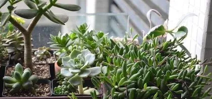 How to water a Ziyuan Yue right after planting, Ziyuan Yue early planting watering techniques and care guide