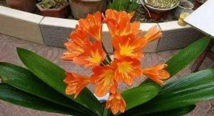 Why is Clivia Miniata not blooming, key care points and cultivation techniques