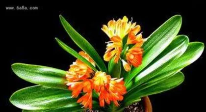 君子兰为什么不开花,养护要点与调养技巧3