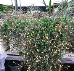 How to water a newly planted purple succulent, Watering techniques and care guide for the initial planting stage 2